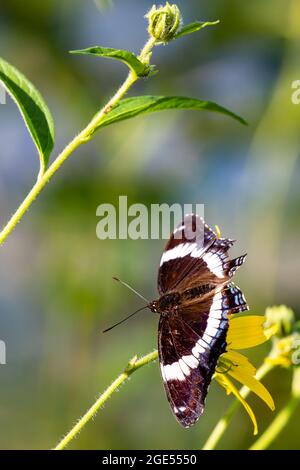 Papillon amiral blanc sur une fleur jaune sauvage en août, vertical Banque D'Images