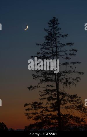 Le croissant ciré de la lune et un arbre Sequoia dans le ciel du soir au-dessus du lac Washington, vu de Kirkland, État de Washington, États-Unis. Banque D'Images