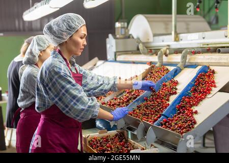 Les femmes trient les cerises Banque D'Images