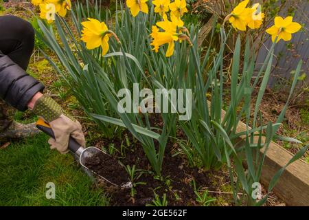 Un jardinier répand du compost autour des jonquilles dans un jardin de Kirkland, dans l'État de Washington, aux États-Unis. Banque D'Images