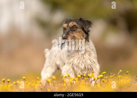 Petit fier Jack Russell Terrier chien 3 ans, le style de cheveux rugueux est debout dans un pré en floraison au printemps Banque D'Images