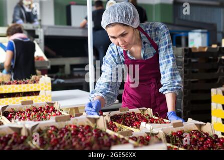 Femme asiatique triant des cerises Banque D'Images