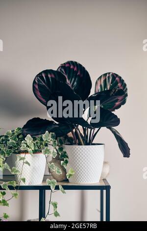 Bush a levé le médaillon de calathea dans un pot sur une étagère Banque D'Images