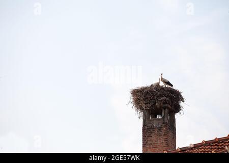 Photo d'un nid de tempête avec l'oiseau debout sur lui pendant un après-midi ensoleillé. Les cigognes sont de grands oiseaux à longues pattes et à long col qui se décombent avec de longs oiseaux stou Banque D'Images