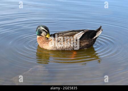 Canard colvert mâle reposant dans un étang Banque D'Images