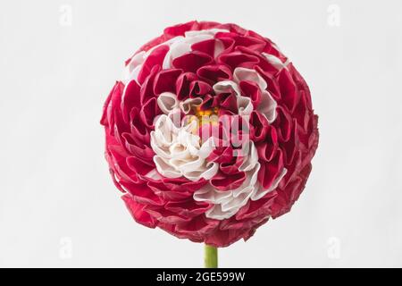 fleurs de dhalia sur fond blanc vue rapprochée à l'intérieur Banque D'Images