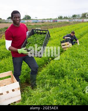 Horticulteur afro-américain avec mizuna fraîchement récolté Banque D'Images