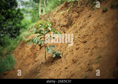 Jeune usine de café arabica dans une ferme de café qui se trouve sur une altitude d'environ 900 mètres au-dessus du niveau de la mer à Pacet, Cianjur, West Java, Indonésie. Les sols tropicaux que le café appelle à la maison sont naturellement acides et bas dans les minéraux calcium et magnésium, une publication dans AZO Life Sciences a révélé le 12 août 2021. Ajouter de l'engrais aux sols ajoute à son acidité. Tout cela s'ajoute à des rendements plus faibles pour les plantes à café. Banque D'Images