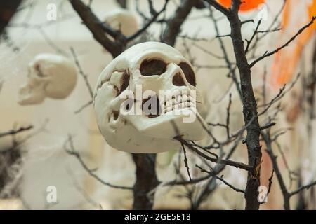 Vue latérale du crâne humain sur les branches d'un arbre, à partir duquel la toile d'araignée est suspendue. Le concept de Halloween, crâne effrayant Banque D'Images