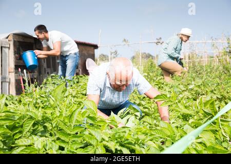 Homme senior travaillant avec des pommes de terre buissons dans le jardin avec la famille Banque D'Images