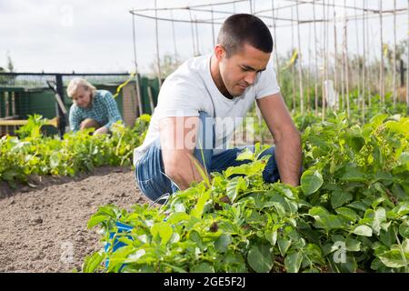 L'homme goutte des pommes de terre dans le jardin à l'extérieur, la femme en arrière-plan Banque D'Images