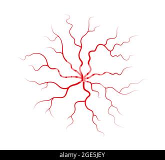 Veines et artères humaines. Vaisseaux sanguins et capillaires en forme d'araignée à ramification rouge. Illustration vectorielle isolée sur fond blanc Illustration de Vecteur