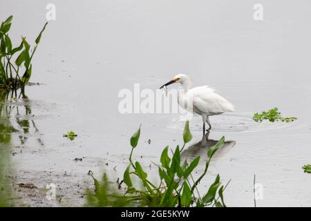 Un Egretta thula (Egretta thula) debout en eau peu profonde avec un petit poisson dans son bec. Banque D'Images