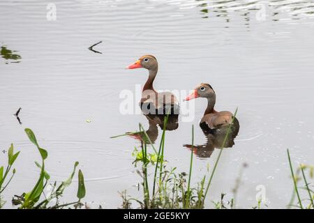 Deux canards siffleurs à ventre noir (Dendrocygna autumnalis) nageant sur l'eau calme d'un étang. Banque D'Images