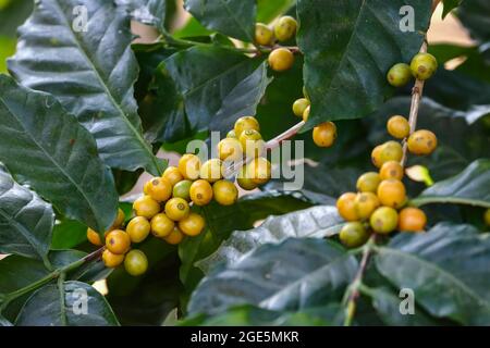 Bouquet de fruits de café aux baies jaunes, variété de bourbon jaune de Coffea arabica Banque D'Images