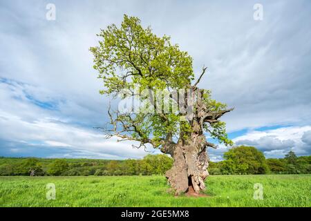 Pré avec vieux chêne anglais solitaire (Quercus robur) au printemps, ancien hute, Reinhardswald, Hesse, Allemagne Banque D'Images