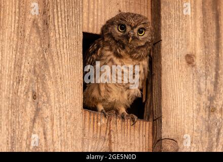 Petit hibou (Athene noctua), jeune oiseau regardant par l'entrée de la boîte de nid, Muensterland, Rhénanie-du-Nord-Westphalie, Allemagne Banque D'Images