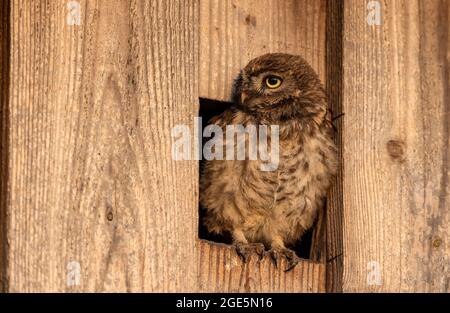 Petit hibou (Athene noctua), jeune oiseau regardant par l'entrée de la boîte de nid, Muensterland, Rhénanie-du-Nord-Westphalie, Allemagne Banque D'Images