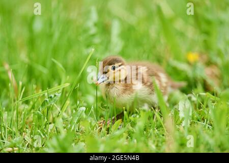 Canard mandarin (Aix galericulata) poussin sur un pré, Bavière, Allemagne Banque D'Images