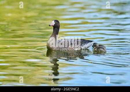 Grande oie à front blanc (Anser albifrons) avec ses poussins nageant sur un lac, Bavière, Allemagne Banque D'Images