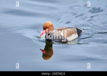 Commune de verger (Aythya ferina) homme nageant sur un lac, Bavière, Allemagne Banque D'Images