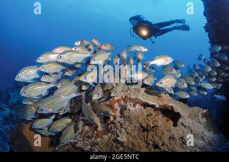 Le plongeur observe un haut-fond de balai de route repéré lumineux (Gnathodentex aurolineatus), Océan Indien, Maurice Banque D'Images