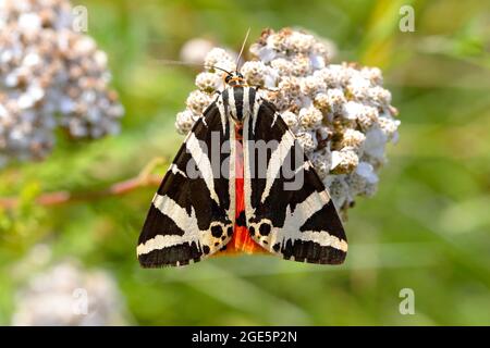 Tigre de Jersey (Euplagia quadripunctaria) sur l'Arrow commun (Achillea millefolium), Siegerland, Rhénanie-du-Nord-Westphalie, Allemagne Banque D'Images