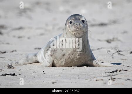 Phoque gris (Halichoerus grypus), dune, île Helgoland, Allemagne Banque D'Images