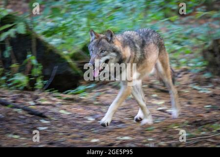 Loup gris (Canis lupus), traîner le long, forêt bavaroise NP, Allemagne Banque D'Images