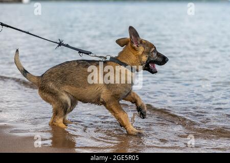 Un chiot Berger allemand de onze semaines jouant dans l'eau Banque D'Images