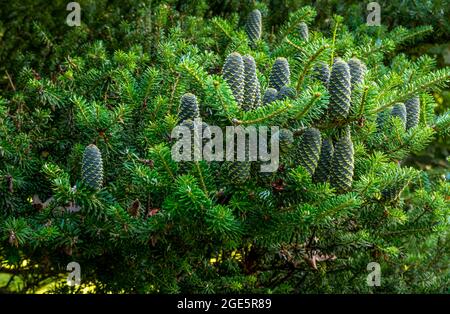 Cônes de sapin coréen (abies koreana), Pologne Banque D'Images