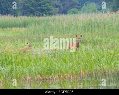 Vache de cerf rouge (Cervus elaphus) avec veau de cerf, haute Lusatia, Saxe Banque D'Images