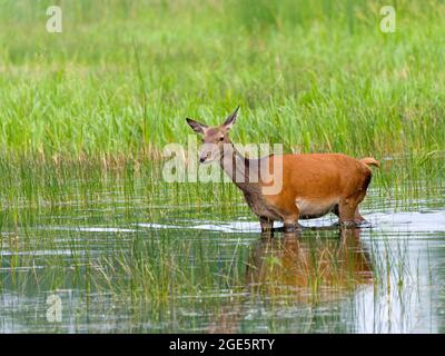 Vache de cerf rouge (Cervus elaphus), haute-Lusatia, Saxe Banque D'Images