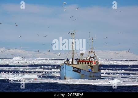 Petit bateau de pêche en face d'énormes icebergs et de la glace de dérive, mouettes qui entourent le bateau, glace de dérive, hiver, Disko Bay, Ilulissat, Ouest Banque D'Images