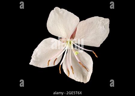 La fleur de Lindheimer (Gaura lindheimeri), au sud de l'Amérique du Nord, en Allemagne Banque D'Images