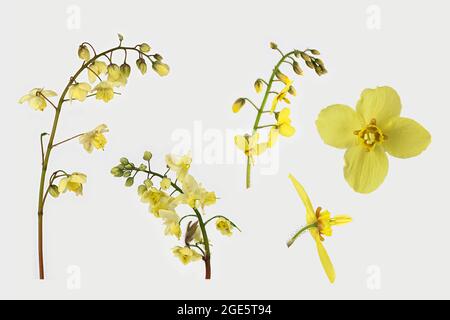 Barréarmoise de couleur soufre (Epimedium x versicolor sulfueum), fleur, panneau photo, Allemagne Banque D'Images