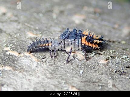 Le coléoptère asiatique (Harmonia axyridis), les larves, les grandes larves mangent les petites larves, le cannibalisme, les espèces envahissantes, Allemagne Banque D'Images