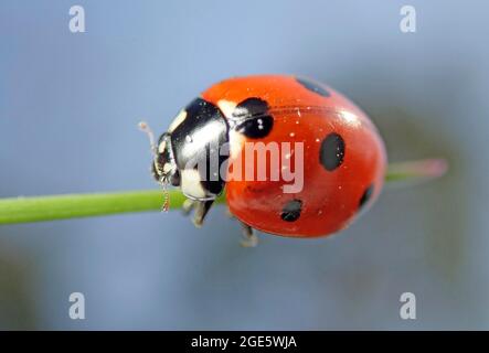 Coccinella septempunctata (coccinella septempunctata) ou insecte bénéfique à sept taches, Allemagne Banque D'Images