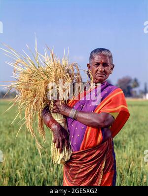 Vieille femme tenant un tas de gerbes avec du riz et debout dans un champ de riz, Coimbatore, Tamil Nadu, Inde Banque D'Images