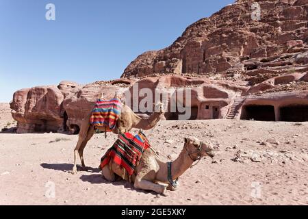 Chameaux (Camelus dromedarius) avec couvertures richement ornées devant les grands halls de roche, Petra, site du patrimoine mondial de l'UNESCO, Royaume de Jordanie Banque D'Images