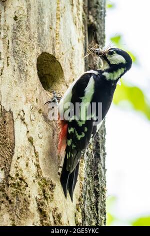 Grand pic tacheté (Dendrocopos Major), femelle devant la cavité de reproduction avec de la nourriture dans son bec, Eifel volcanique, Rhénanie-Palatinat Banque D'Images