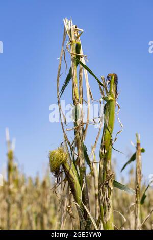 Maïs (Zea mays) plante dans un champ avec des dommages causés par la grêle après une forte tempête, Innviertel, haute-Autriche, Autriche Banque D'Images