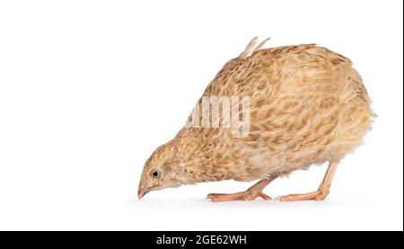 Oiseau Quail jaune, sur les côtés. Recherche de nourriture. Isolé sur un fond blanc. Banque D'Images
