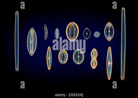 Groupe de diatomées arrangé, espèces mixtes, Australie, photomicrographe de fond noir à l'aide d'un condenseur de Heine, fond bleu. Banque D'Images