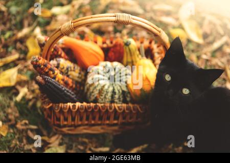 Heure d'automne. Chat noir avec un panier de légumes. Les fêtes d'Halloween et de Thanksgiving. Citrouilles, maïs dans un panier en osier et chat noir à l'automne Banque D'Images