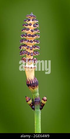 Equisetum hyemale, communément appelé Horsetail rugueux, ruse à récurer, arseille à récurer et herbe de serpent. Banque D'Images