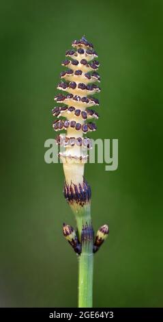 Equisetum hyemale, communément appelé Horsetail rugueux, ruse à récurer, arseille à récurer et herbe de serpent. Banque D'Images