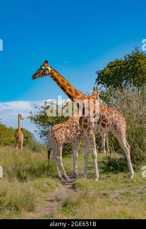 Magnifique Rothschild Giraffe dans la réserve de Port Lympne, en itinérance dans une enceinte étendue pour reproduire la savane africaine Banque D'Images