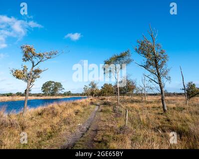 Sentier, pelouse et piscine d'eau dans le parc national Dwingelderveld, Drenthe, pays-Bas Banque D'Images