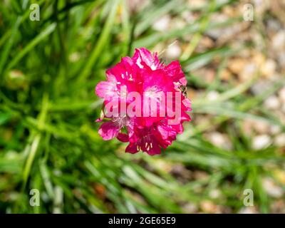 Rose de mer ou thrift de mer, Armeria maritima, vue rapprochée du haut d'une seule fleur rose profonde au printemps, pays-Bas Banque D'Images